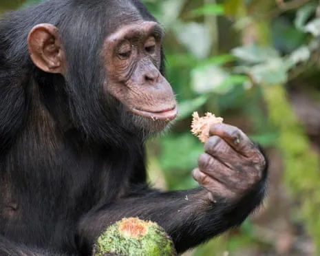 Wild Chimps Consume Daily Alcohol Equivalent to a Beer from Fermented Figs