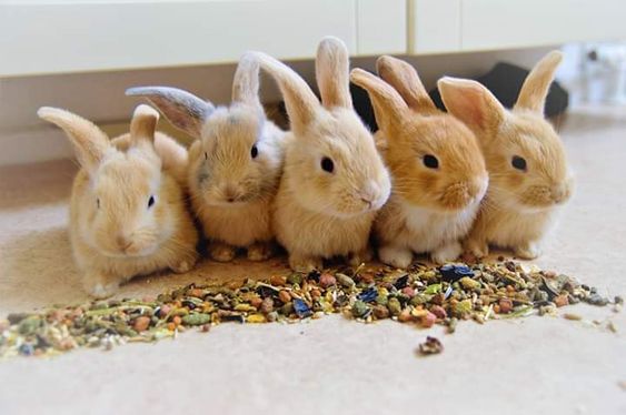 What is a group of rabbits called