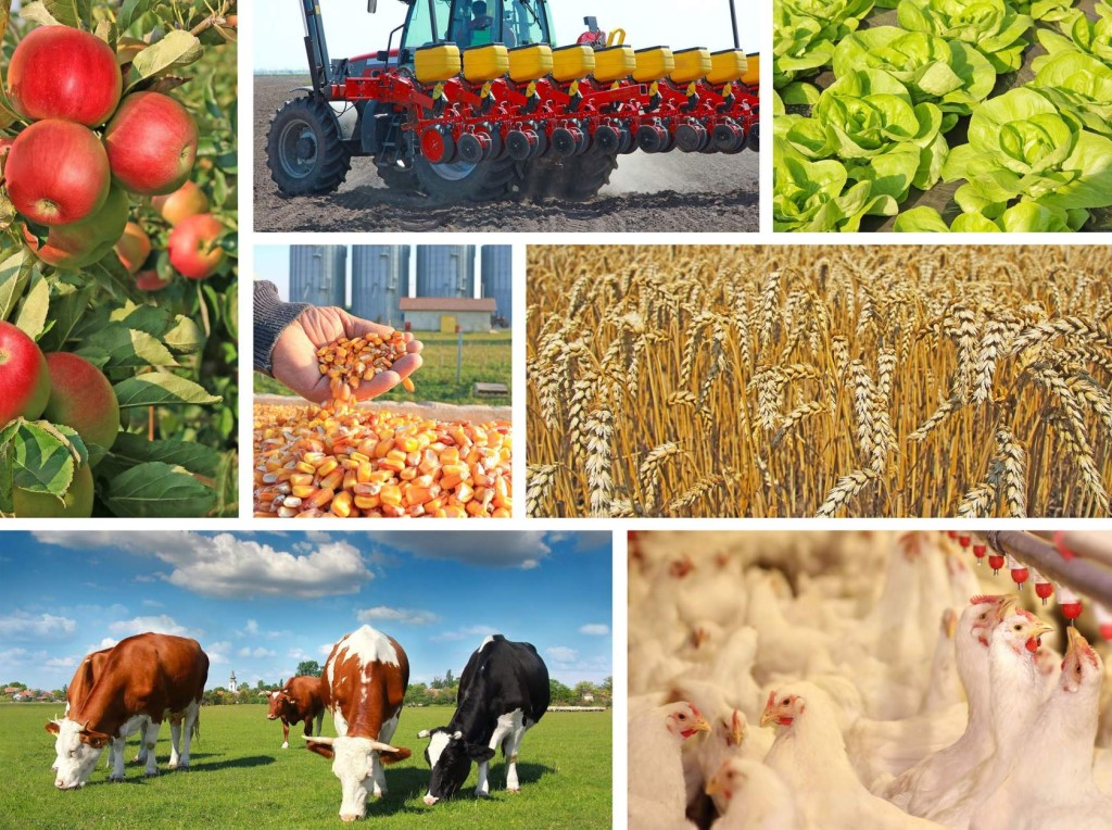 agro based industries