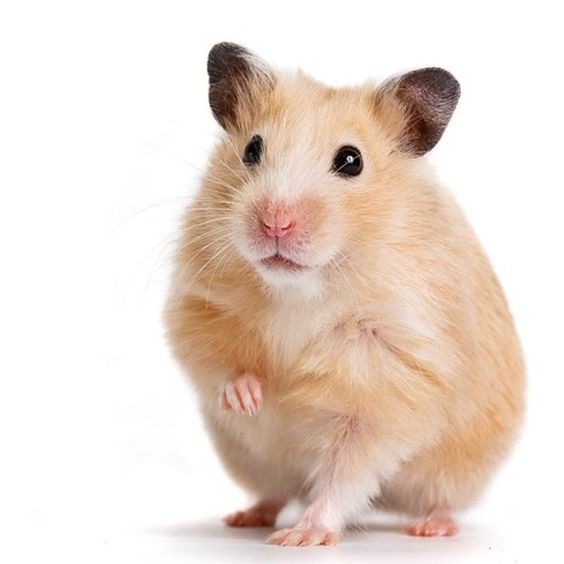 How Long Does a Hamster Live