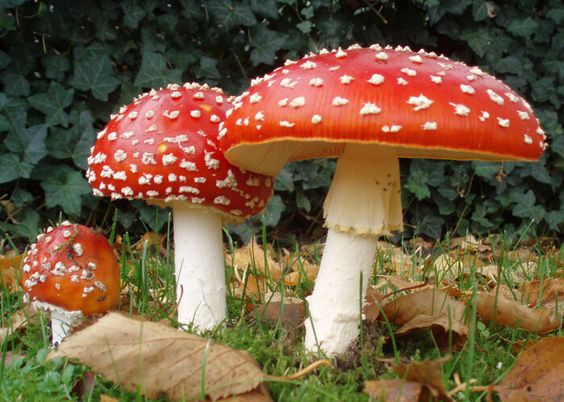 How Many Spores Does a Mushroom Produce: Complete Guide